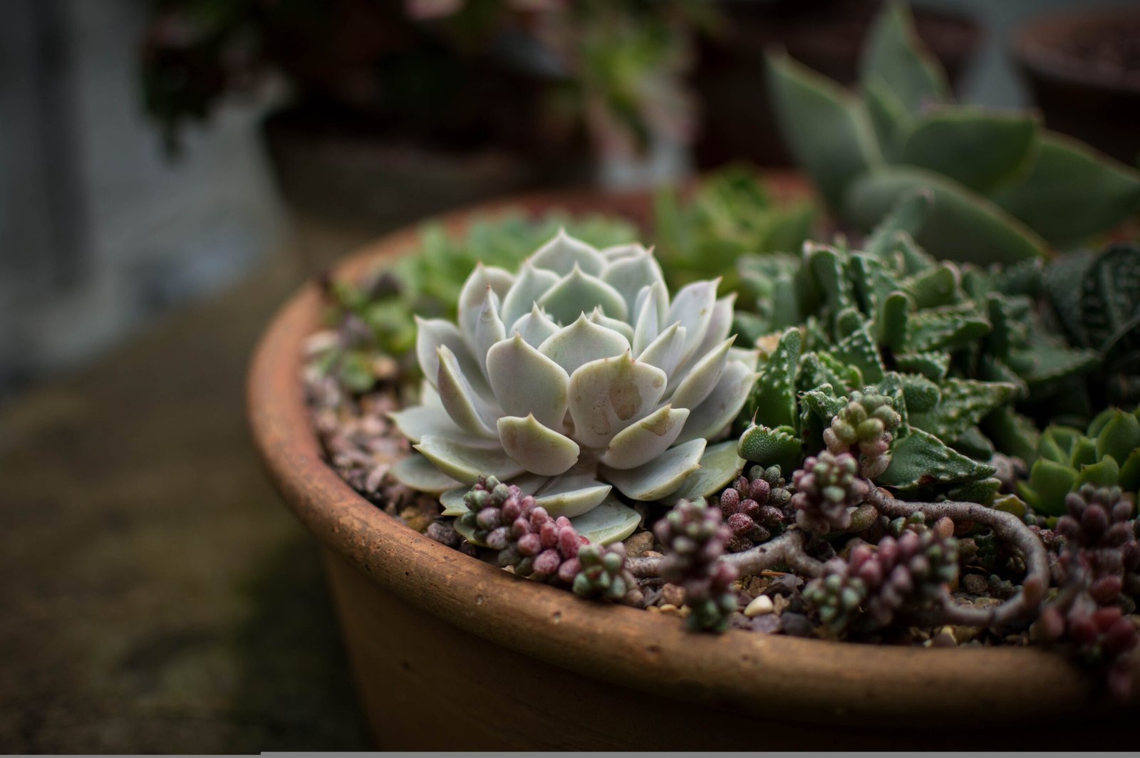 Succulents